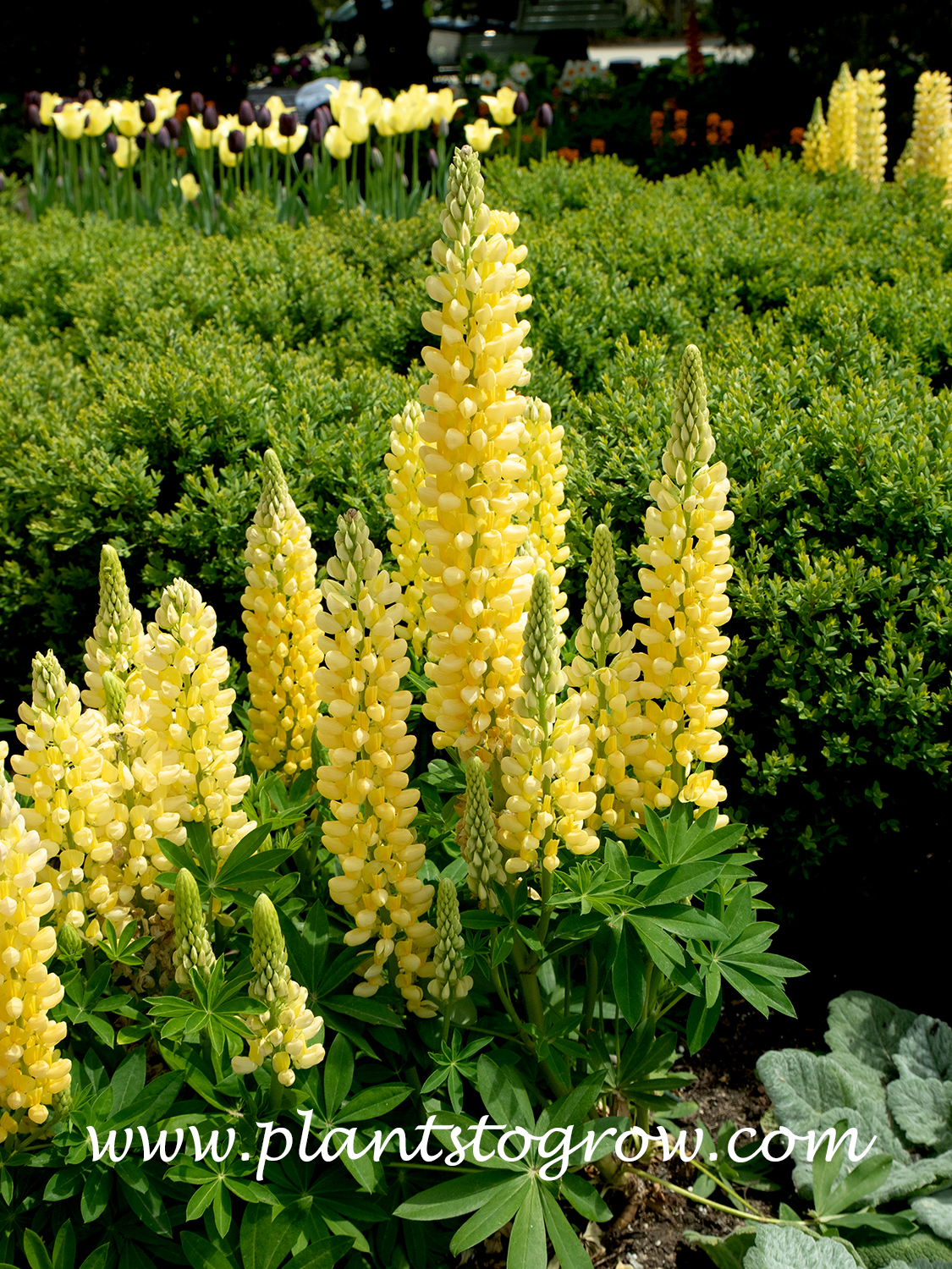 Yellow Mini Gallery Lupine (Lupinus polyphyllus) 
Has bright yellow flowers.